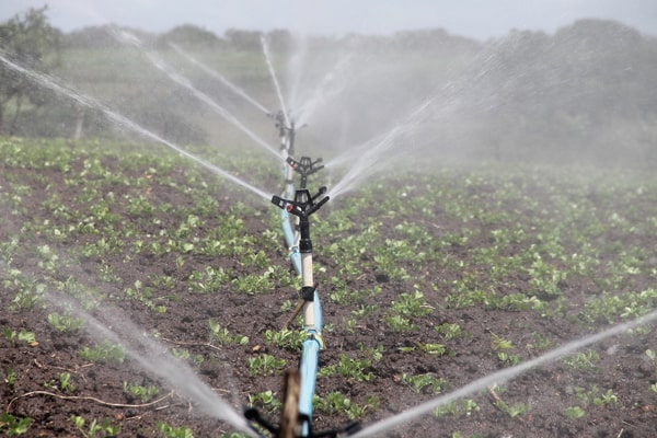 drip irrigation