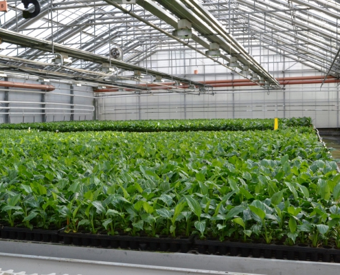 Managing Transportation When Purchasing Tissue Culture Plants Wholesale